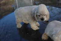 AKC Buff 5, a male Cocker Spaniel for sale in Murfreesboro, TN – Photo 2 of 3