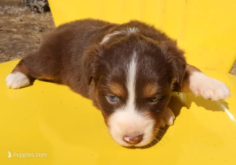 AKC Blue eyes Champion Line – Australian Shepherd puppy for sale in Murfreesboro, TN