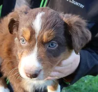 AKC  Champion Line, a female Australian Shepherd for sale in Murfreesboro, TN – Photo 2 of 3