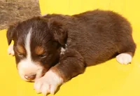 AKC Blue eyes Champion Line, a female Australian Shepherd for sale in Murfreesboro, TN – Photo 2 of 3