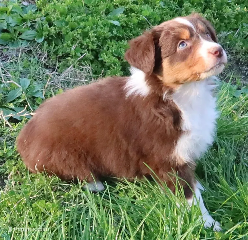 AKC  Champion Line – Australian Shepherd puppy for sale in Murfreesboro, TN