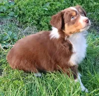 AKC  Champion Line, a female Australian Shepherd for sale in Murfreesboro, TN – Photo 1 of 3
