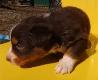 AKC Blue eyes Champion Line, a female Australian Shepherd for sale in Murfreesboro, TN – Photo 3 of 3