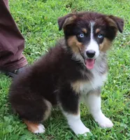 AKC Blue eyes Champion Line, a female Australian Shepherd for sale in Murfreesboro, TN – 2 of 2