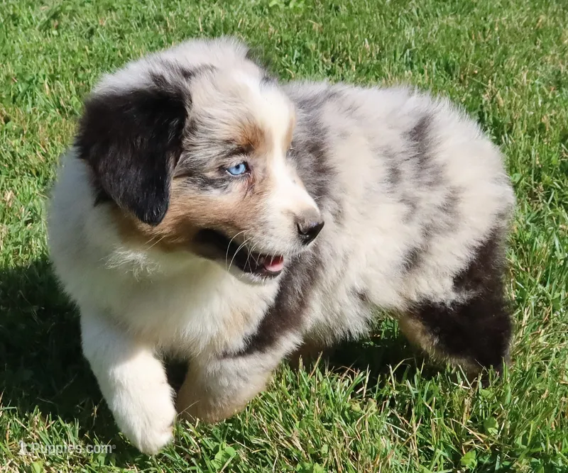 AKC Blue eyes Champion Line – Australian Shepherd puppy for sale in Murfreesboro, TN