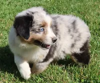 AKC Blue eyes Champion Line, a male Australian Shepherd for sale in Murfreesboro, TN – 1 of 5