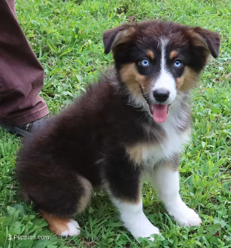 AKC Blue eyes Champion Line – Australian Shepherd puppy for sale in Murfreesboro, TN