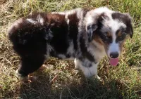 AKC Blue eyes Champion Line, a male Australian Shepherd for sale in Murfreesboro, TN – 3 of 3