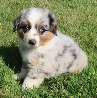 AKC Blue eyes Champion Line, a male Australian Shepherd for sale in Murfreesboro, TN – 2 of 6