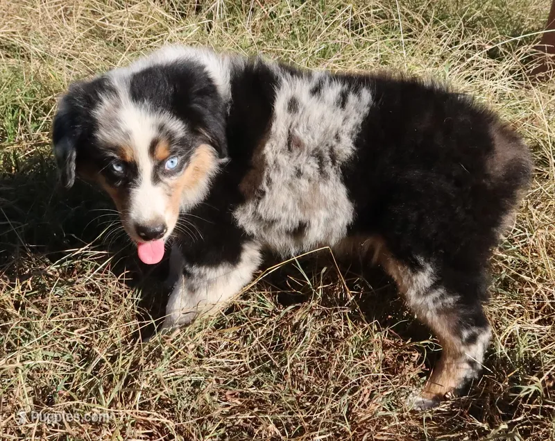 AKC Blue Eyes Champion Line – Australian Shepherd puppy for sale in Murfreesboro, TN