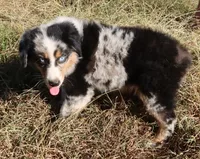 AKC Blue Eyes Champion Line, a male Australian Shepherd for sale in Murfreesboro, TN – 1 of 3