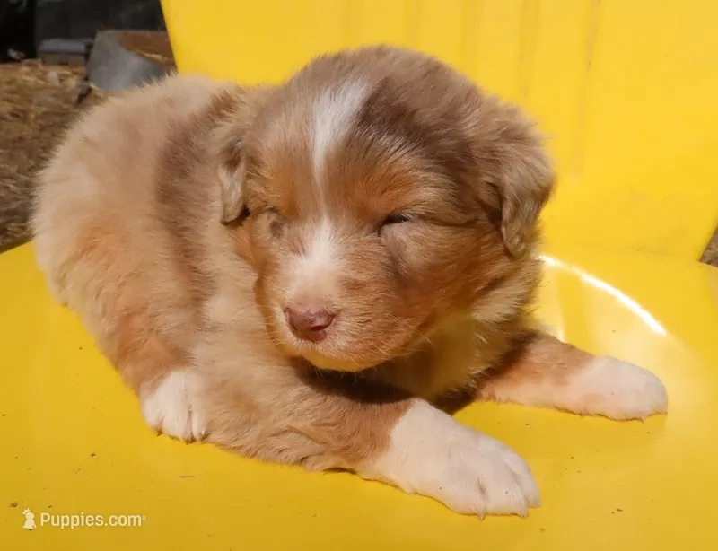 AKC Blue eyes Champion Line – Australian Shepherd puppy for sale in Murfreesboro, TN