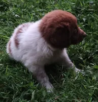 AKDA Karakachan, a male Karakachan for sale in Murfreesboro, TN – 3 of 5