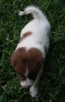 AKDA Karakachan, a male Karakachan for sale in Murfreesboro, TN – 4 of 4