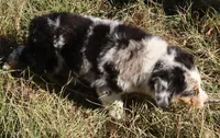 AKC Blue Eyes Champion Line, a male Australian Shepherd for sale in Murfreesboro, TN – 3 of 3