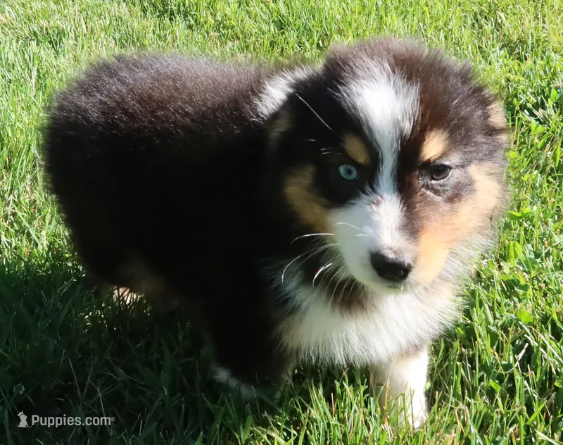 AKC Blue eye Champion Line – Australian Shepherd puppy for sale in Murfreesboro, TN