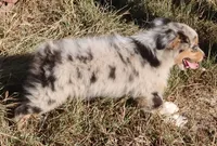 AKC Blue eyes Champion Line, a male Australian Shepherd for sale in Murfreesboro, TN – 3 of 3