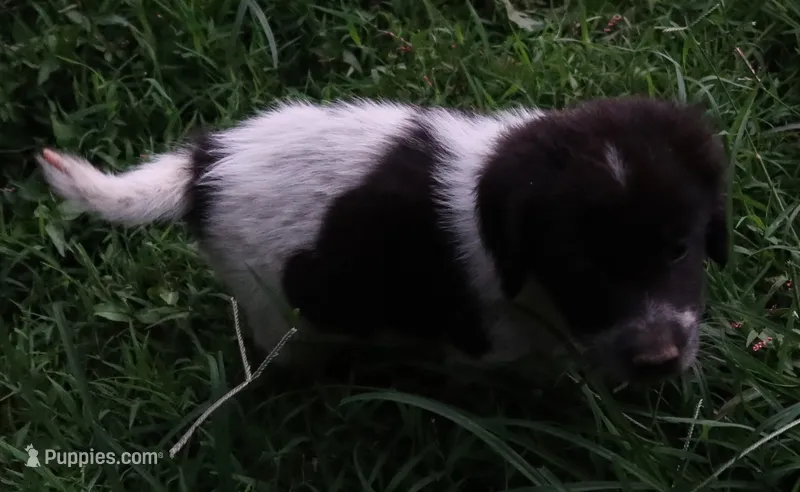 AKDA Karakachan – Karakachan puppy for sale in Murfreesboro, TN