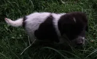 AKDA Karakachan, a male Karakachan for sale in Murfreesboro, TN – 1 of 2