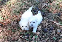 Cockachon, a female Cockapoo for sale in Murfreesboro, TN – Photo 6 of 7