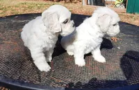 Cockachon, a female Cockapoo for sale in Murfreesboro, TN – Photo 2 of 7