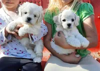 Cockachon, a female Cockapoo for sale in Murfreesboro, TN – Photo 1 of 7