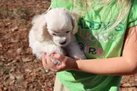 Cockachon, a female Cockapoo for sale in Murfreesboro, TN – Photo 3 of 7
