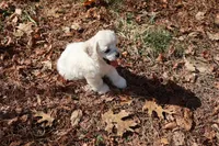Cockachon, a female Cockapoo for sale in Murfreesboro, TN – Photo 5 of 7