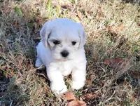 Cockachon, a female Cockapoo for sale in Murfreesboro, TN – Photo 7 of 7