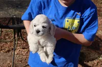 Cockachon, a female Cockapoo for sale in Murfreesboro, TN – Photo 4 of 7