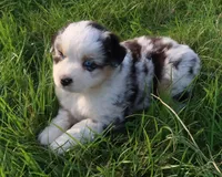 AKC Blue eyes Champion Line, a male Australian Shepherd for sale in Murfreesboro, TN – Photo 3 of 5