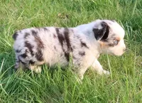 AKC Blue eyes Champion Line, a male Australian Shepherd for sale in Murfreesboro, TN – Photo 4 of 5