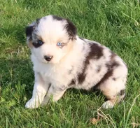 AKC Blue eyes Champion Line, a male Australian Shepherd for sale in Murfreesboro, TN – Photo 2 of 5