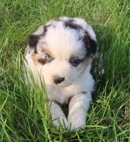AKC Blue eyes Champion Line, a male Australian Shepherd for sale in Murfreesboro, TN – Photo 1 of 5