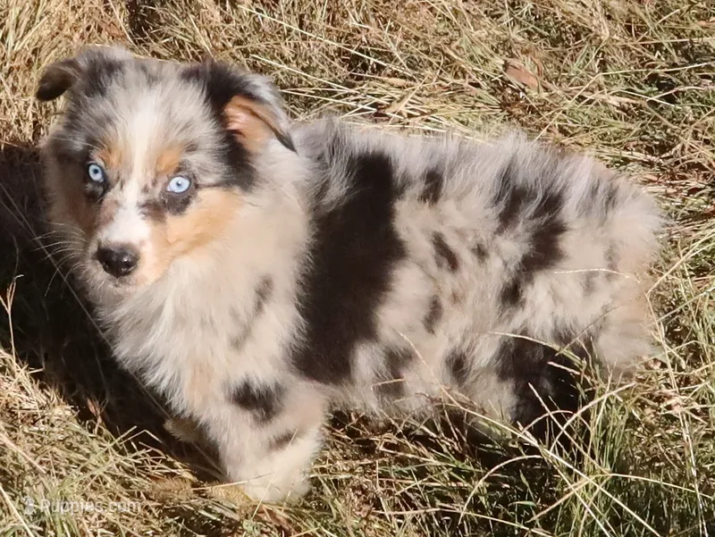 AKC Blue Eyes Champion Line – Australian Shepherd puppy for sale in Murfreesboro, TN