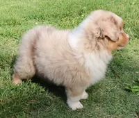 AKC Blue eyes Champion Line, a female Australian Shepherd for sale in Murfreesboro, TN – 2 of 6