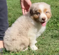 AKC Blue eyes Champion Line, a male Australian Shepherd for sale in Murfreesboro, TN – 5 of 5
