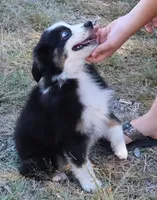 AKC Blue Eyes Champion Line, a male Australian Shepherd for sale in Murfreesboro, TN – 2 of 3
