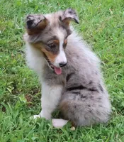 AKC  Champion Line, a female Australian Shepherd for sale in Murfreesboro, TN – 3 of 3