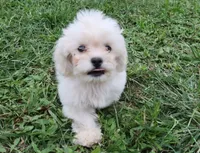 Hypoallergenic , Adorable Flufflball !, a female Bichon Frise and Cocker Spaniel for sale in Murfreesboro, TN – 2 of 2