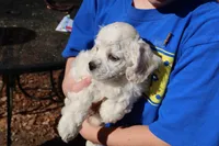 Snowball, a female Bichon Frise and Cocker Spaniel for sale in Murfreesboro, TN – Photo 2 of 7