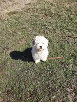 Snowball, a female Bichon Frise and Cocker Spaniel for sale in Murfreesboro, TN – Photo 7 of 7