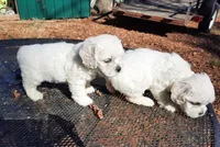 Snowball, a female Bichon Frise and Cocker Spaniel for sale in Murfreesboro, TN – Photo 3 of 7