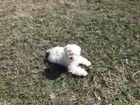 Snowball, a female Bichon Frise and Cocker Spaniel for sale in Murfreesboro, TN – Photo 6 of 7