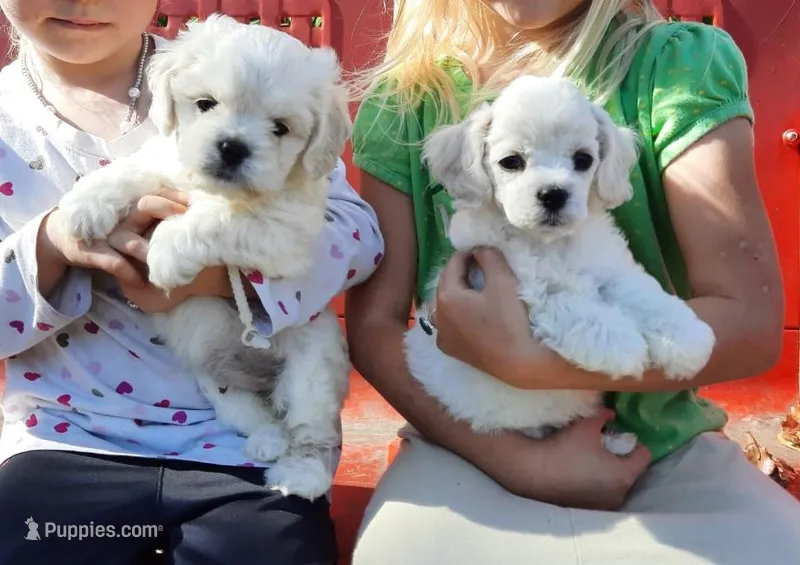 Snowball, a female Bichon Frise and Cocker Spaniel for sale in Murfreesboro, TN – Photo 1 of 7
