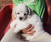 Snowball, a female Bichon Frise and Cocker Spaniel for sale in Murfreesboro, TN – Photo 4 of 7