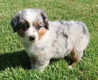 AKC Blue eyes Champion Line, a male Australian Shepherd for sale in Murfreesboro, TN – 6 of 6