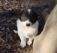 AKDA Karakachan, a female Karakachan for sale in Murfreesboro, TN – Photo 2 of 4