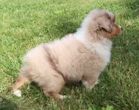 AKC Blue eyes Champion Line, a female Australian Shepherd for sale in Murfreesboro, TN – 5 of 6