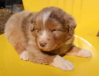 AKC Blue eyes Champion Line, a male Australian Shepherd for sale in Murfreesboro, TN – Photo 2 of 3